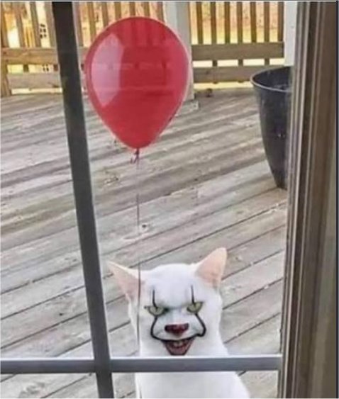 caturday float majorgeeks.jpg